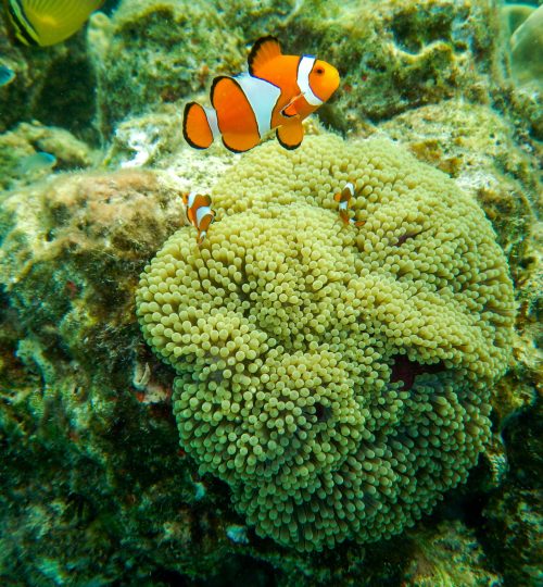 Nemo reef